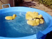 Ducklings Swim GIF - Ducklings Duck Swim GIFs