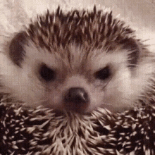 Hedgehog Cute Animal GIF