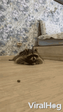 Racoon I Want It GIF - Racoon I Want It Snack GIFs