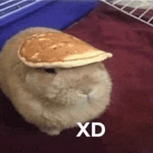 Bunny Pancake GIF