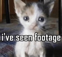 I'Ve Seen Footage Cat Traumatized GIF - I'Ve Seen Footage Cat Cat Traumatized GIFs