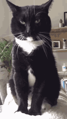 Baz Kitty GIF - Baz Kitty Tuxedo Cat GIFs