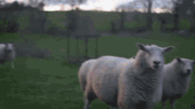 Peep Sheep GIF - Peep Sheep Finger Wag GIFs