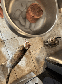two cats looking up at a bowl of food on the floor