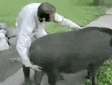 Pig Spin GIF - Pig Spin GIFs