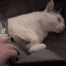 Sleepy Cat Cat GIF - Sleepy Cat Cat Cats GIFs