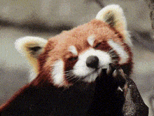 a close up of a red panda eating a piece of meat .