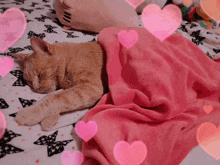 Sleepy Cat GIF - Sleepy Cat Sleepy Cat GIFs