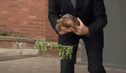 Turtle Ribbon GIF - Turtle Ribbon Ribbon Cutting - Discover & Share GIFs Turtle Ribbon GIF - Turtle Ribbon Ribbon Cutting - Discover & Share GIFs