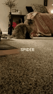 Spiders Scared GIF - Spiders Scared Of GIFs