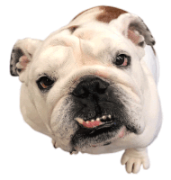 Bulldog Des Moines Sticker - Bulldog Des Moines Drake Stickers