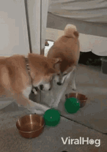 reflection viralhog dog pet trying to catch ball