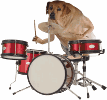 dog drummer