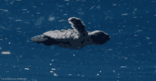 Turtle Swim GIF