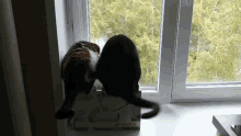 Cats Tails GIF - Cats Tails GIFs