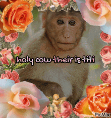 Monkey Titi GIF - Monkey Titi Holy Cow Their Is Titi GIFs