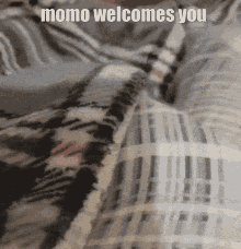 momo nexumine cat welcome welcomes you