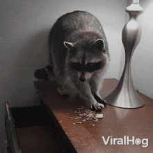 Storing My Food Raccoon GIF - Storing My Food Raccoon Viralhog GIFs
