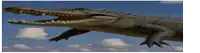 a picture of a crocodile with its mouth open against a blue sky