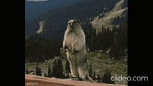 a video of a ground squirrel standing on its hind legs is being uploaded to clideo.com