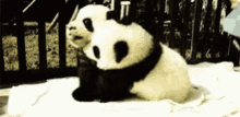 Hug Panda GIF