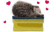 Spontex Hedgehog GIF - Spontex Hedgehog Washup GIFs