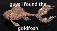 Goldfosh Goldfish GIF - Goldfosh Goldfish Max Fosh GIFs