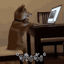 หน้าคอม หมา จริงจัง GIF - Front Of Computer Working Work GIFs