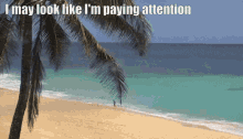 Beach Paying Attention GIF - Beach Paying Attention Attention GIFs