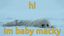 a seal in the snow with the words hi im baby macky