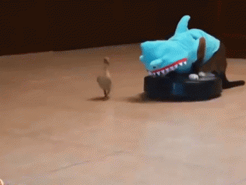 Totally Normal. GIF - Cat Cats Duck GIFs