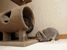 In The Little Bunny Face GIF - Cats Rabbits Bunnies GIFs