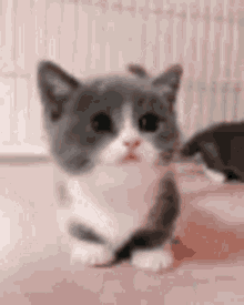 Little Cat Ferry GIF - Little Cat Ferry Cats GIFs
