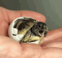 Y Awn Baby Turtle GIF