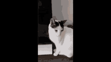 High Intelligence Specimen Cat GIF - High Intelligence Specimen Cat Boku Wa Tobi GIFs