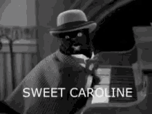 Black Cat Piano GIF - Black Cat Piano Sweet Caroline GIFs