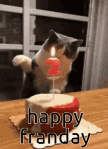Birthday Cat Memes GIFs | Tenor