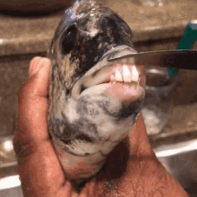 Fish Teeth GIF