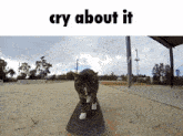 Cry About It Cry About It Cat GIF - Cry About It Cry About It Cat Cry About It Meme GIFs