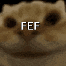 a close up of a cat 's face with the word fef written above it .