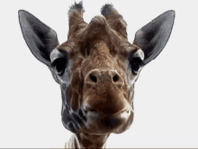 Giraffe GIF - Giraffe GIFs
