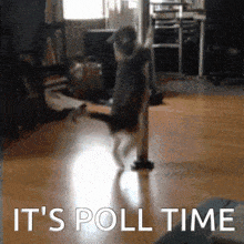 a picture of a cat on a pole with the words it 's poll time written below it