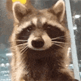 Raccoon Hug Silly Raccoon GIF - Raccoon Hug Raccoon Silly Raccoon GIFs