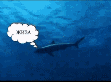 акула жиза GIF - акула жиза пон GIFs