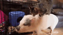 Thanks For The Ride, Mate! GIF - Nat Geo Nat Geo Gi Fs Unlikely Animal Friends GIFs