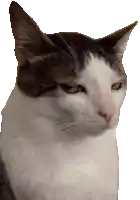 a gray and white cat is looking at the camera