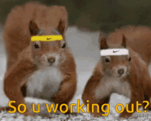 Working Out GIF - Working Out Animals GIFs