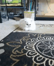 a white cat is laying on a black and white rug with a sunflower pattern