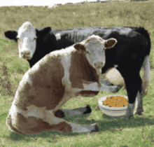 Cows Milk GIF - Cows Milk Hungry GIFs