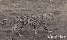 Cheetah Hunting GIF - Cheetah Hunting Alert GIFs